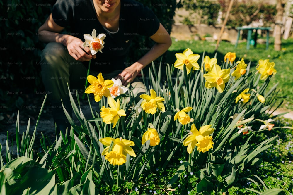 a man kneeling down next to a bunch of yellow flowers