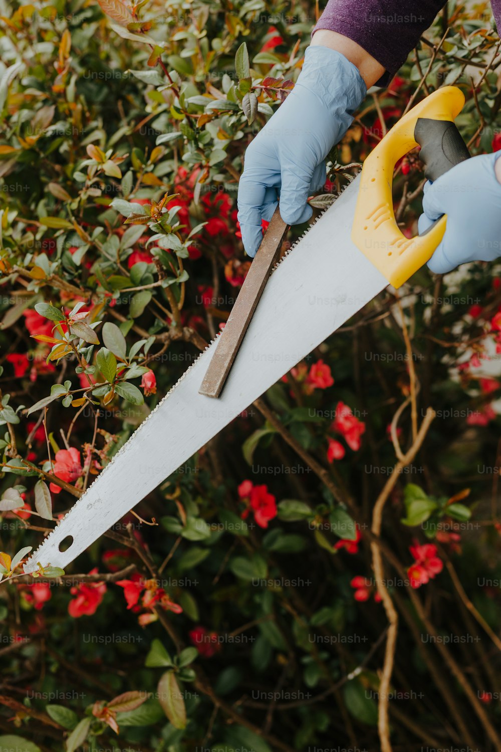 a person with a pair of scissors cutting a tree