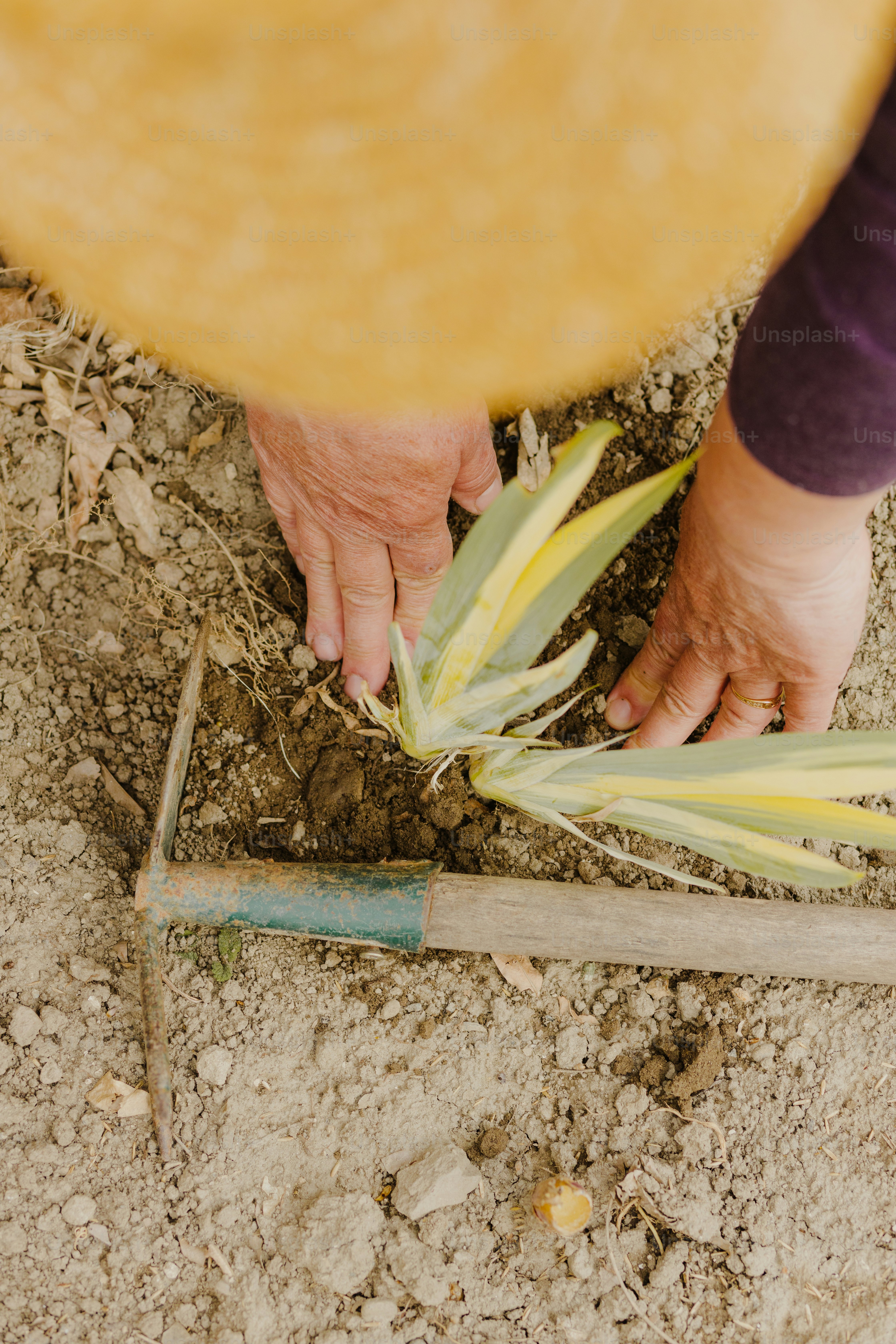 a person is holding a plant in the dirt