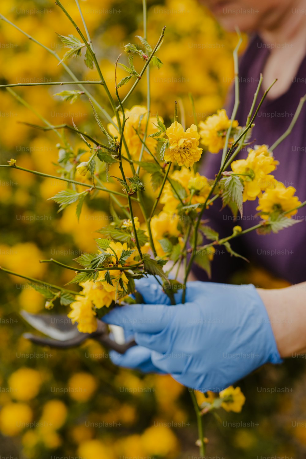 a woman in blue gloves holding a bunch of yellow flowers