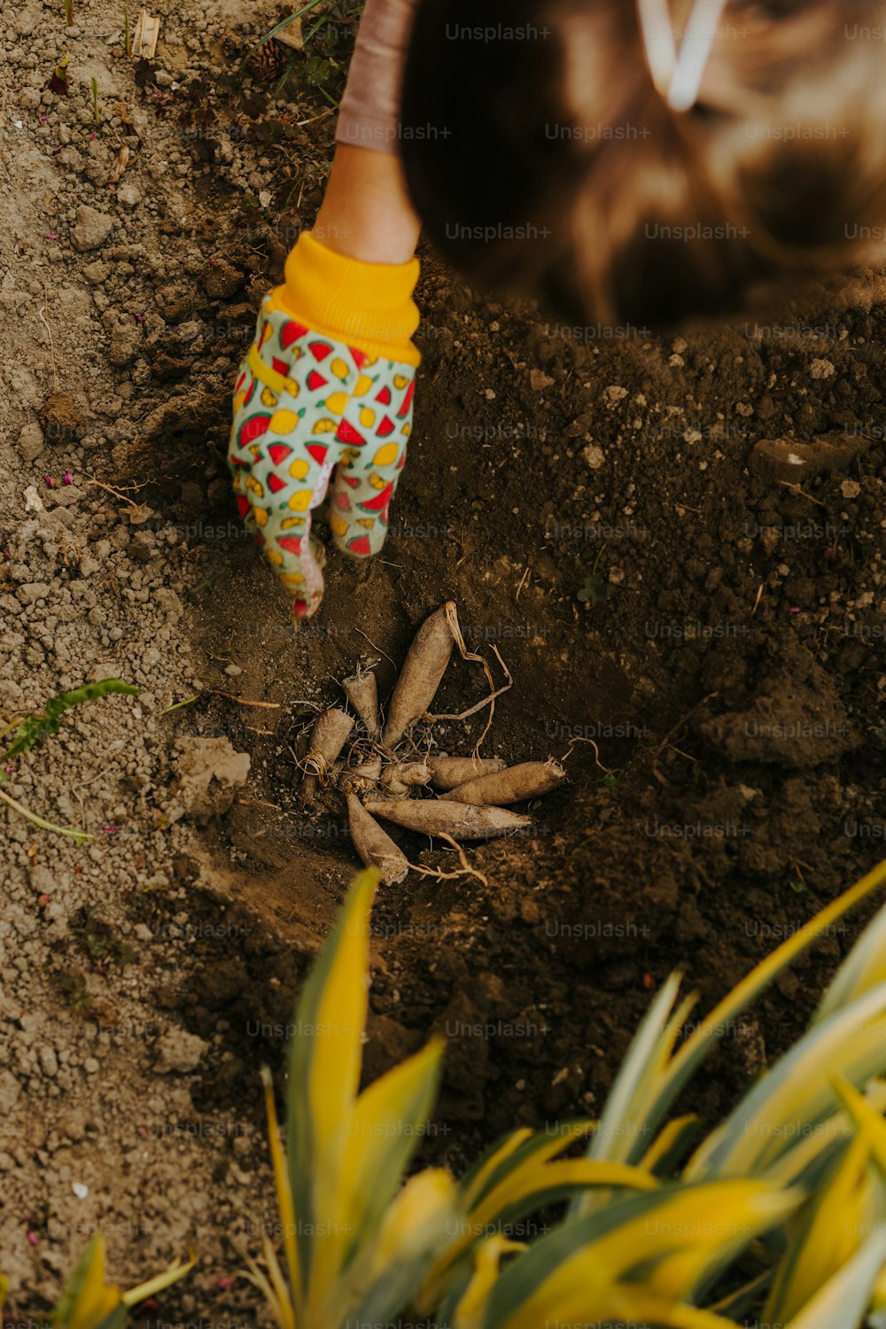 ガーデニンググローブで土を掘る人