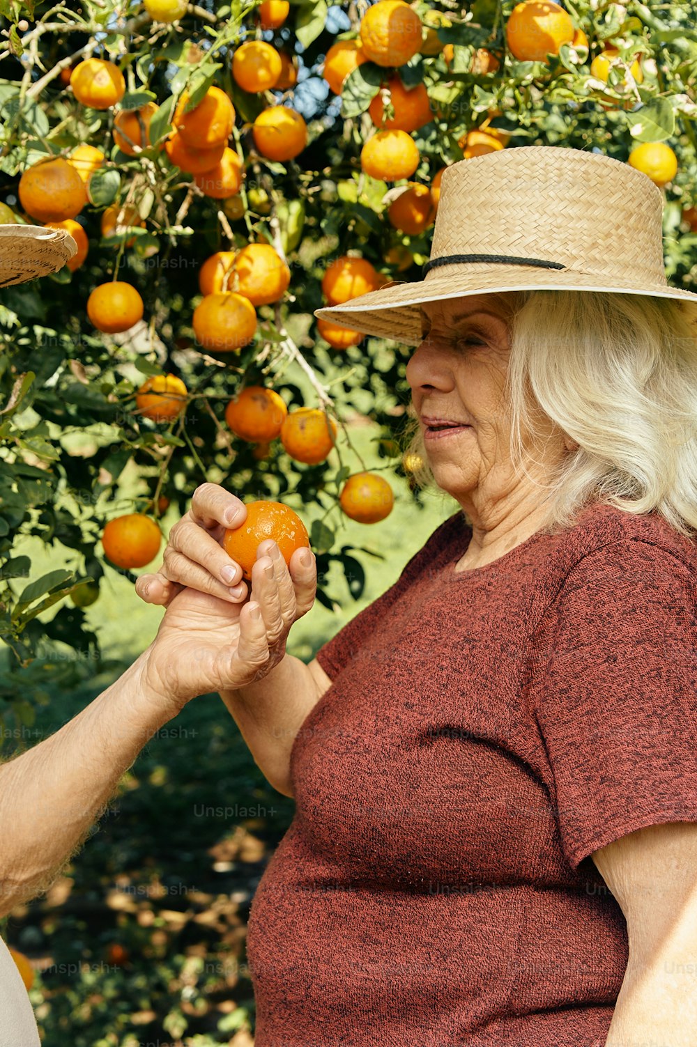 Una mujer con un sombrero de paja recogiendo naranjas de un árbol