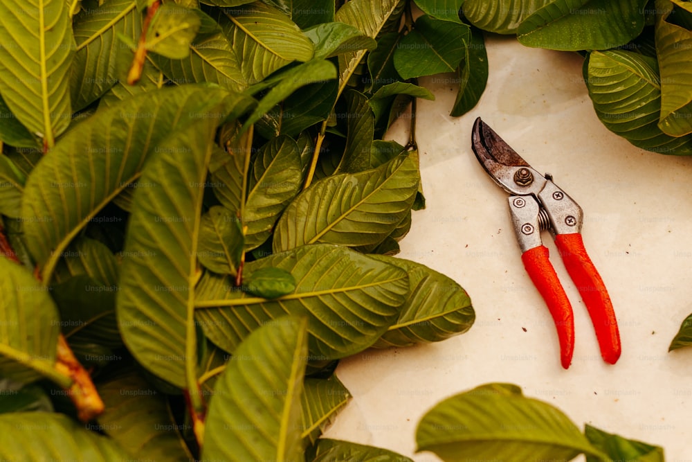 a pair of scissors sitting on top of a table