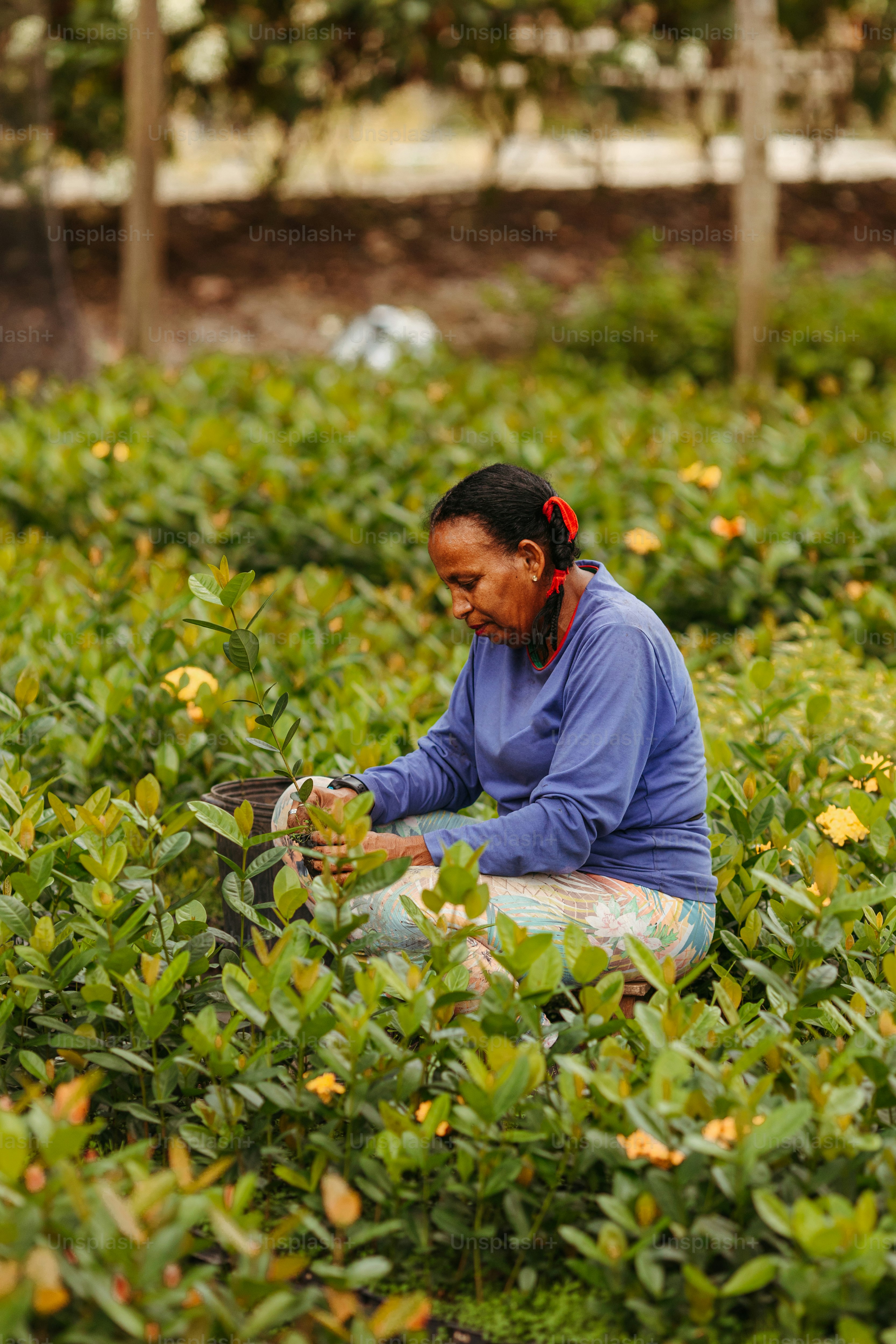 uma mulher sentada em um campo de plantas verdes