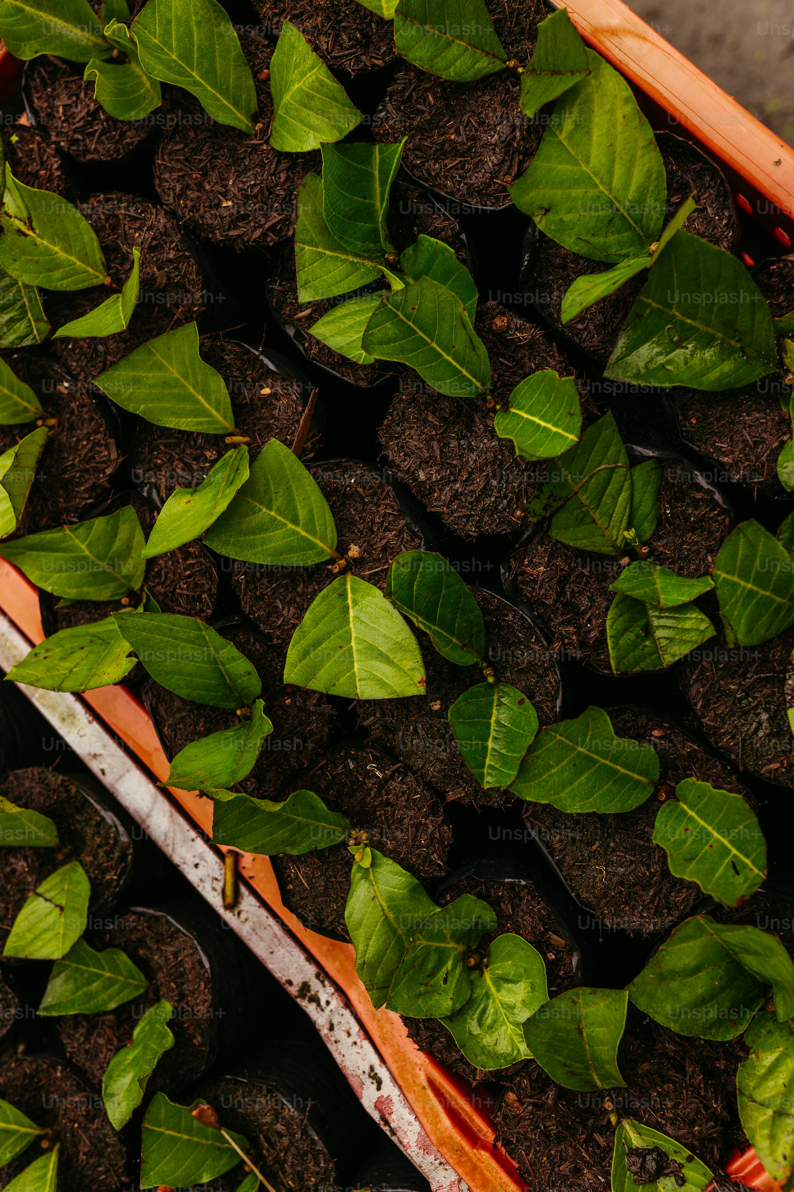 uma bandeja cheia de muitas plantas verdes