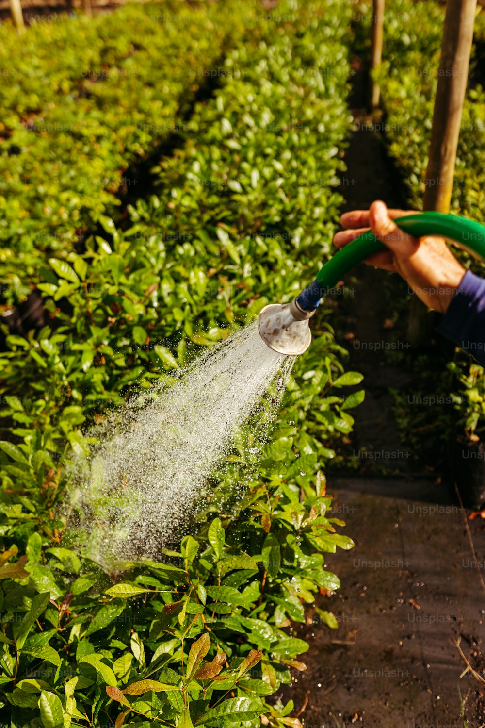 사람이 식물에 물을 뿌리고 있습니다.