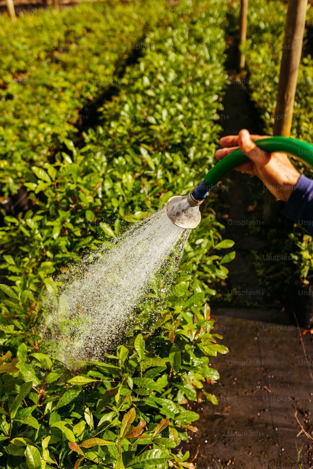 a person is spraying water on a plant