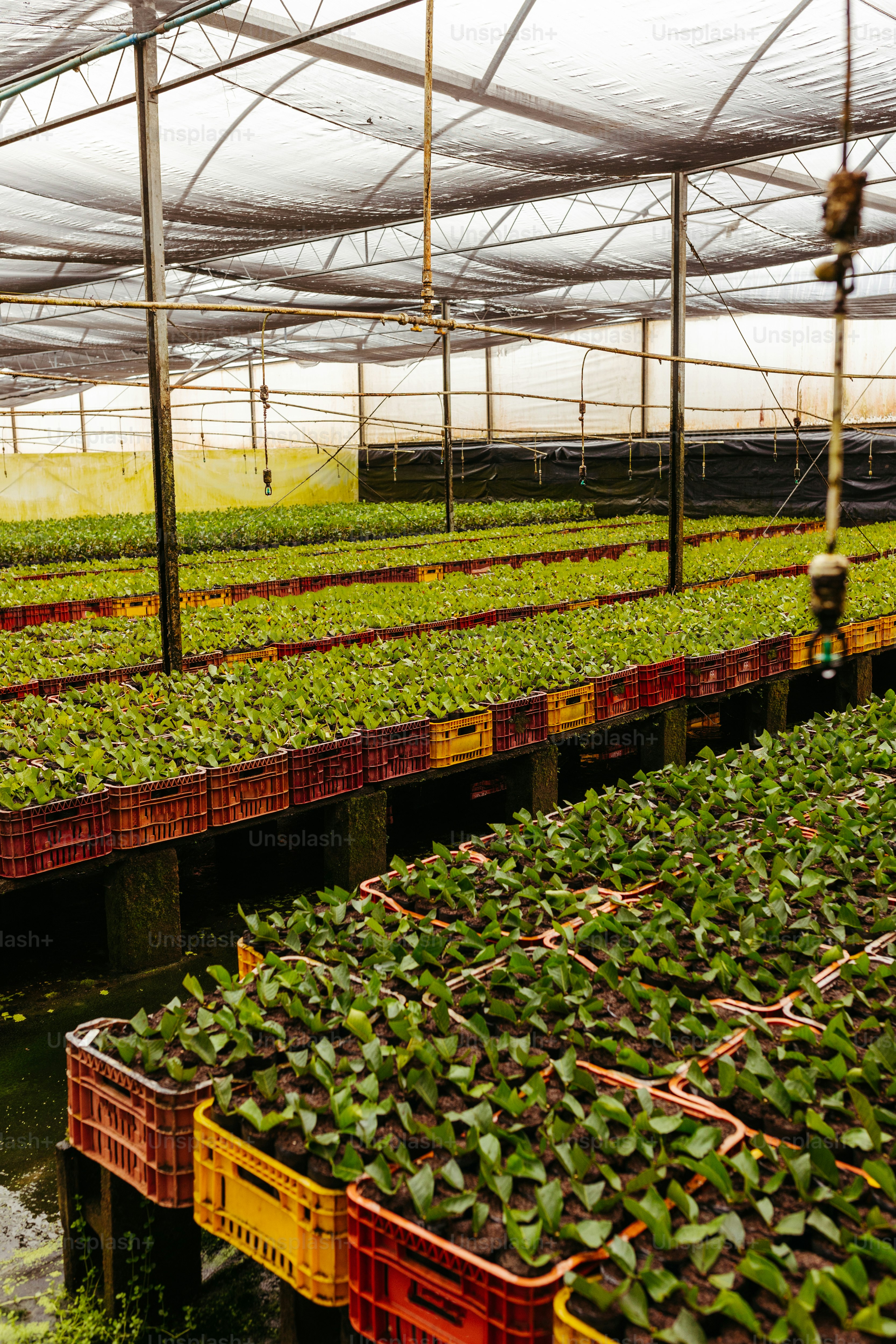 Une serre remplie de nombreuses plantes vertes