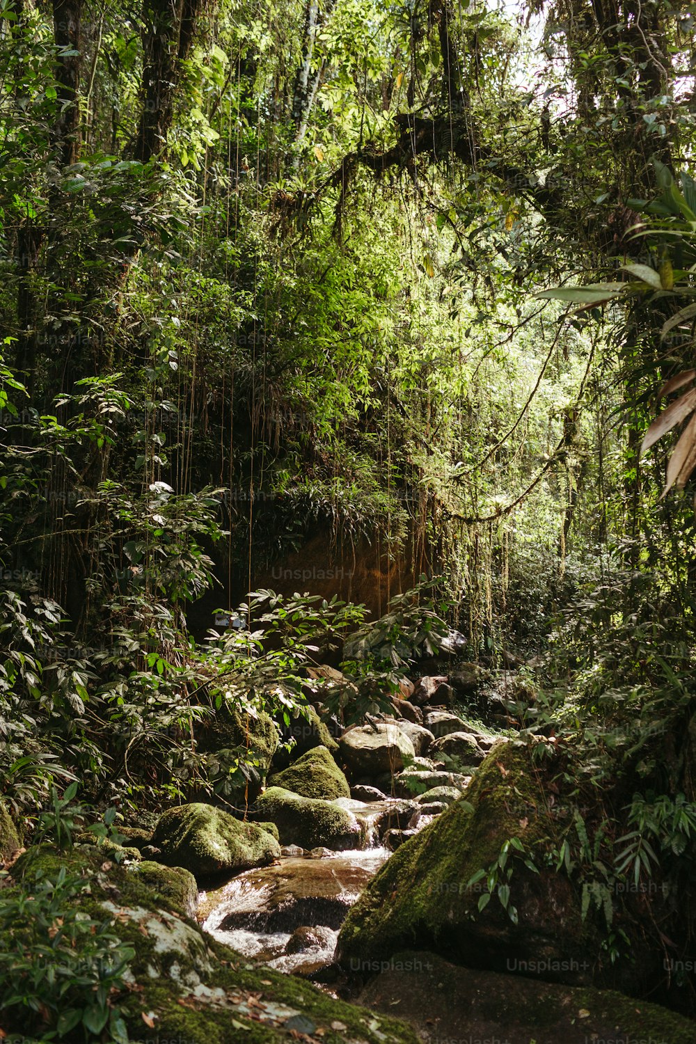 a stream running through a lush green forest