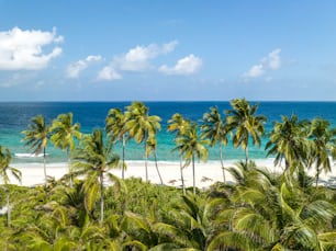 uma praia com palmeiras e o oceano ao fundo