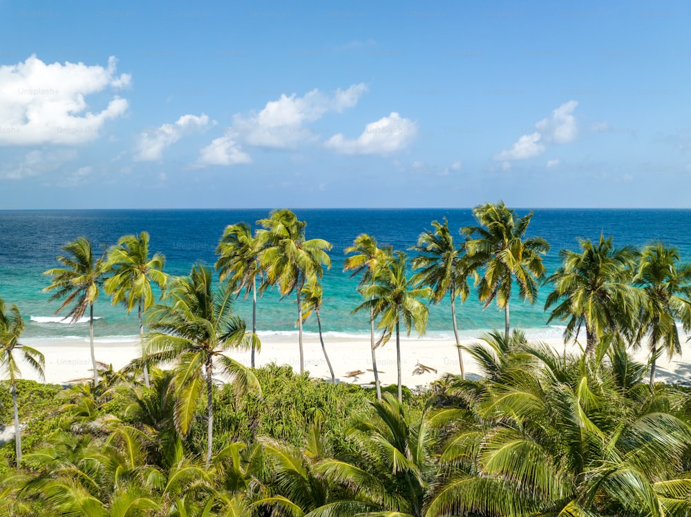 Una spiaggia con palme e l'oceano sullo sfondo