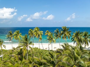 a beach with palm trees and the ocean in the background