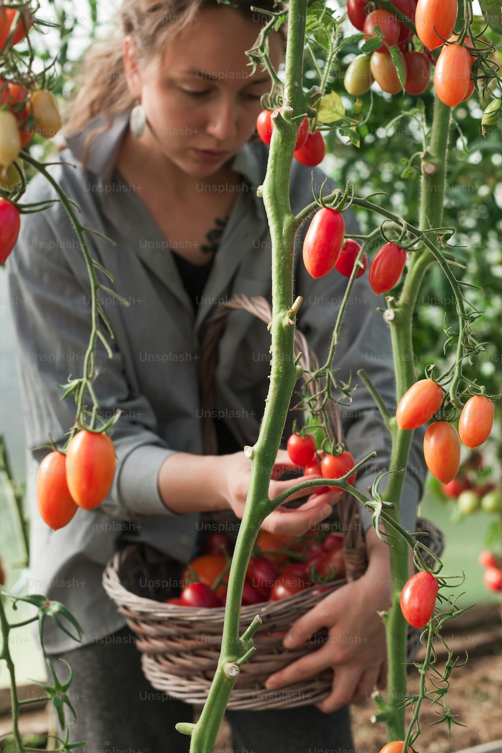 Una mujer sosteniendo una canasta de tomates en un invernadero