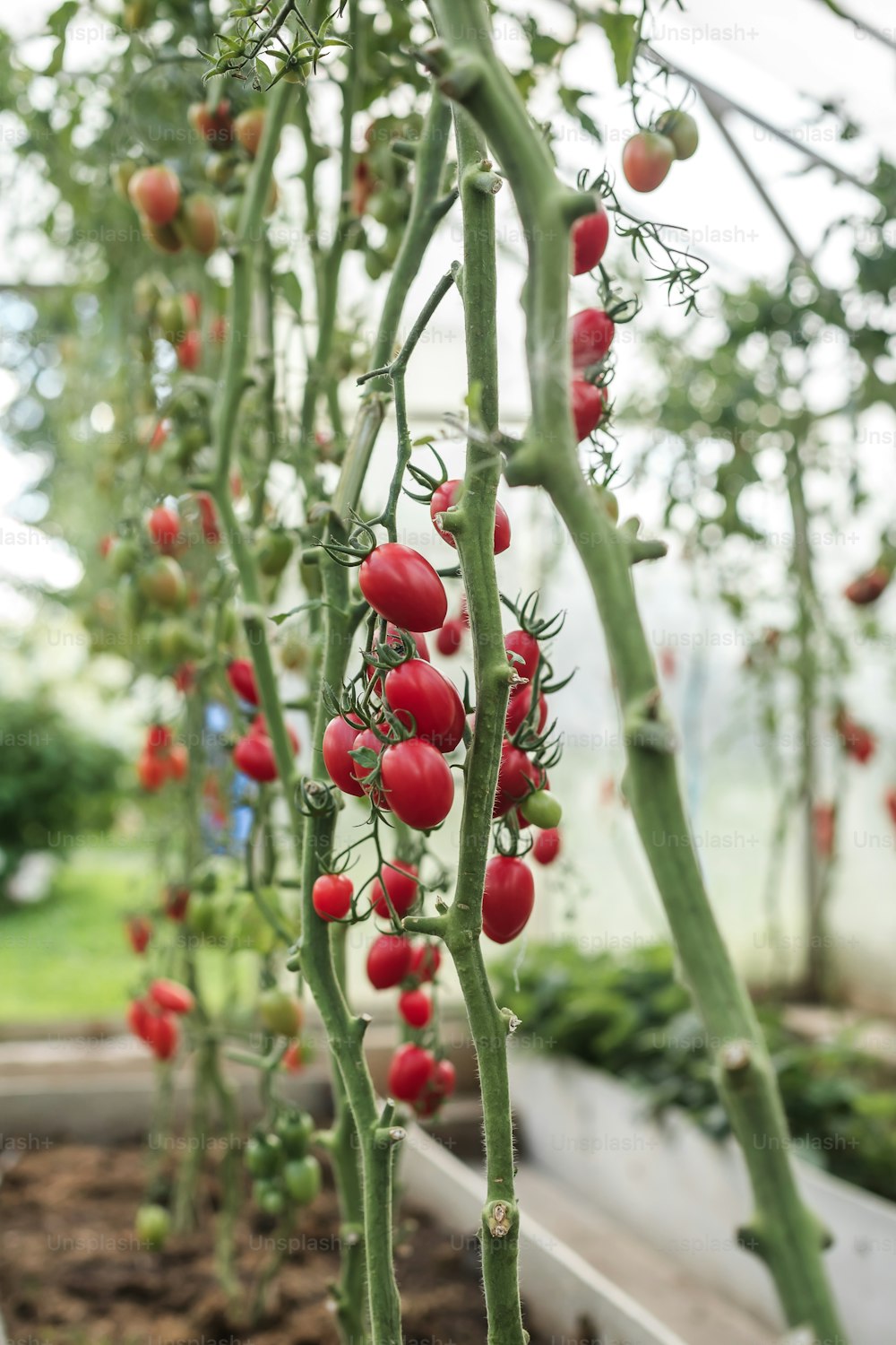 a bunch of tomatoes growing in a greenhouse