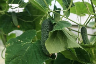 a cucumber growing on a plant in a greenhouse