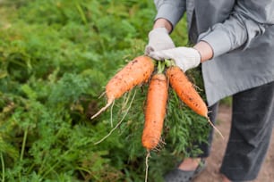 uma pessoa segurando um monte de cenouras em suas mãos