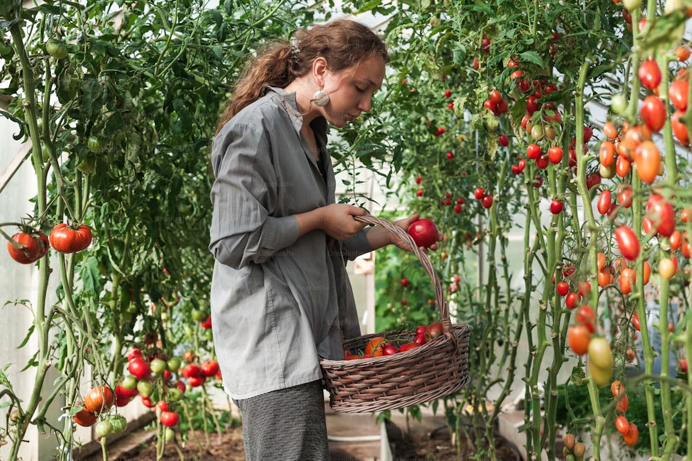 Una donna che tiene un cesto di pomodori in una serra