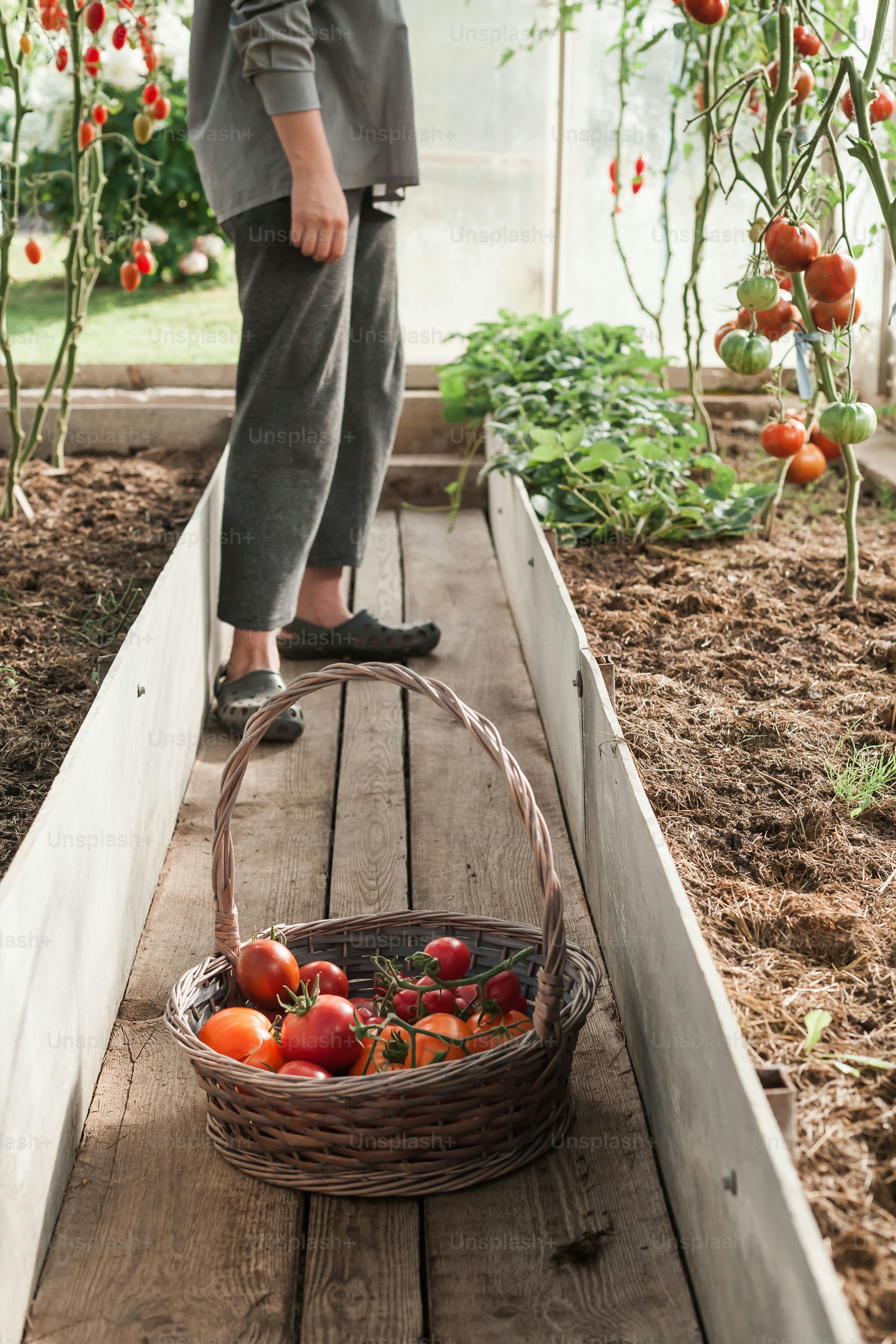 a person standing in a greenhouse with a basket of tomatoes