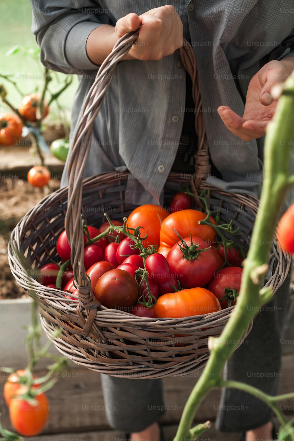 a person holding a basket full of tomatoes
