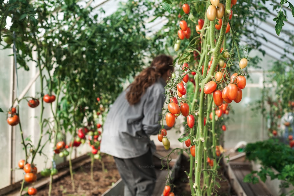 Eine Frau, die sich in einem Gewächshaus um Tomaten kümmert