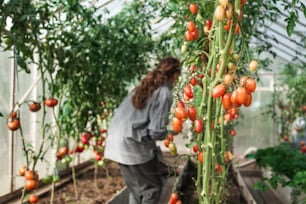 a woman tending to tomatoes in a greenhouse