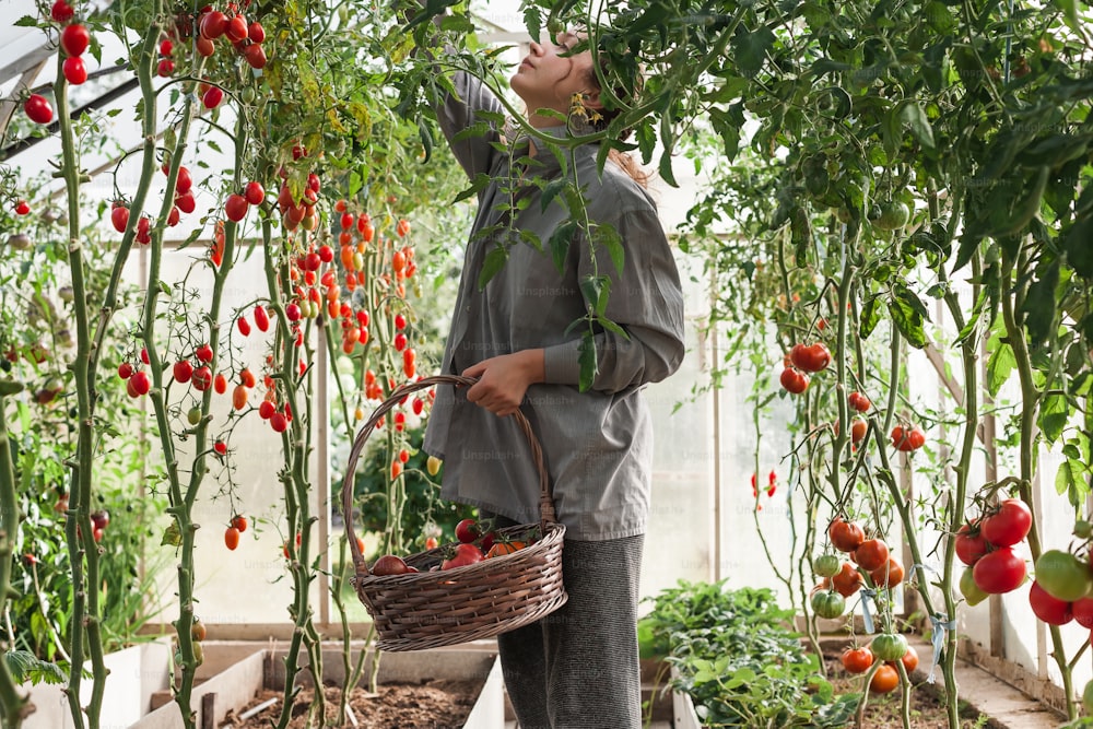 a woman holding a basket of tomatoes in a greenhouse