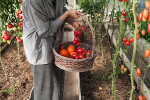 a man holding a basket of tomatoes in a greenhouse