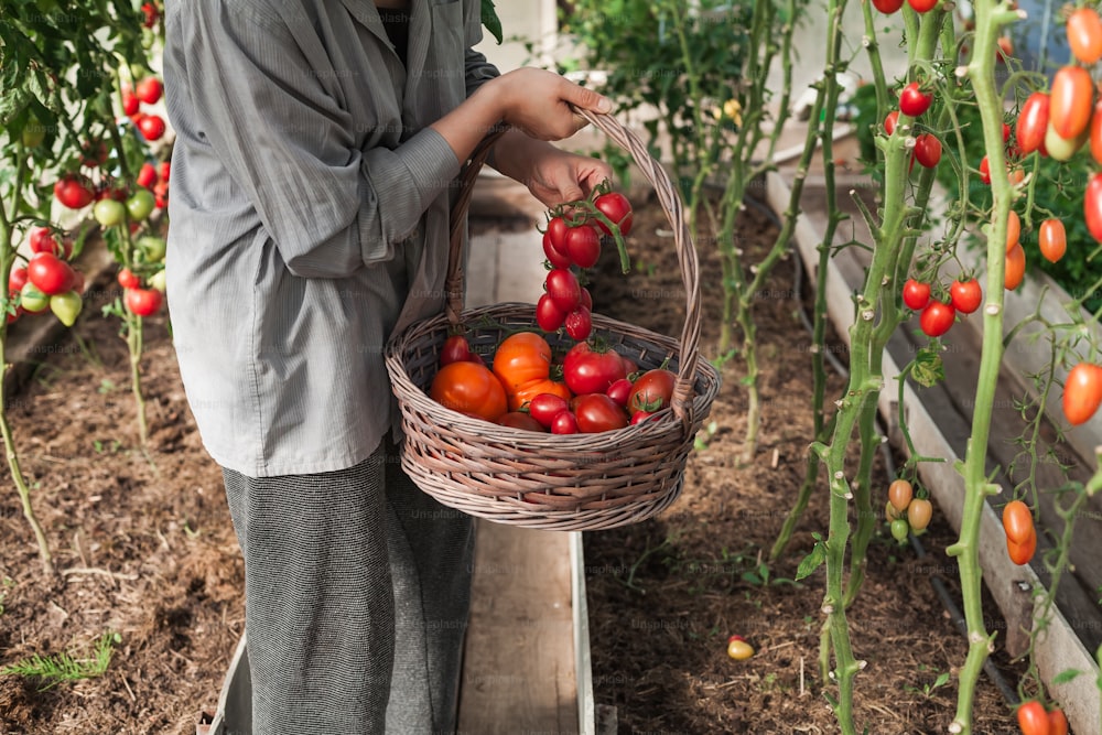 Un homme tenant un panier de tomates dans une serre