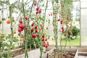 un groupe de tomates poussant dans une serre