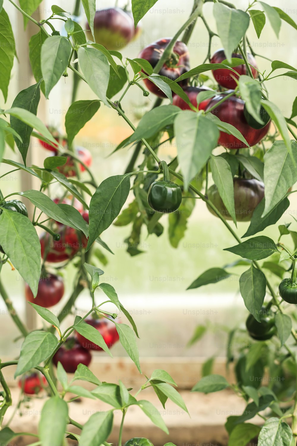a bunch of green and red peppers growing on a plant