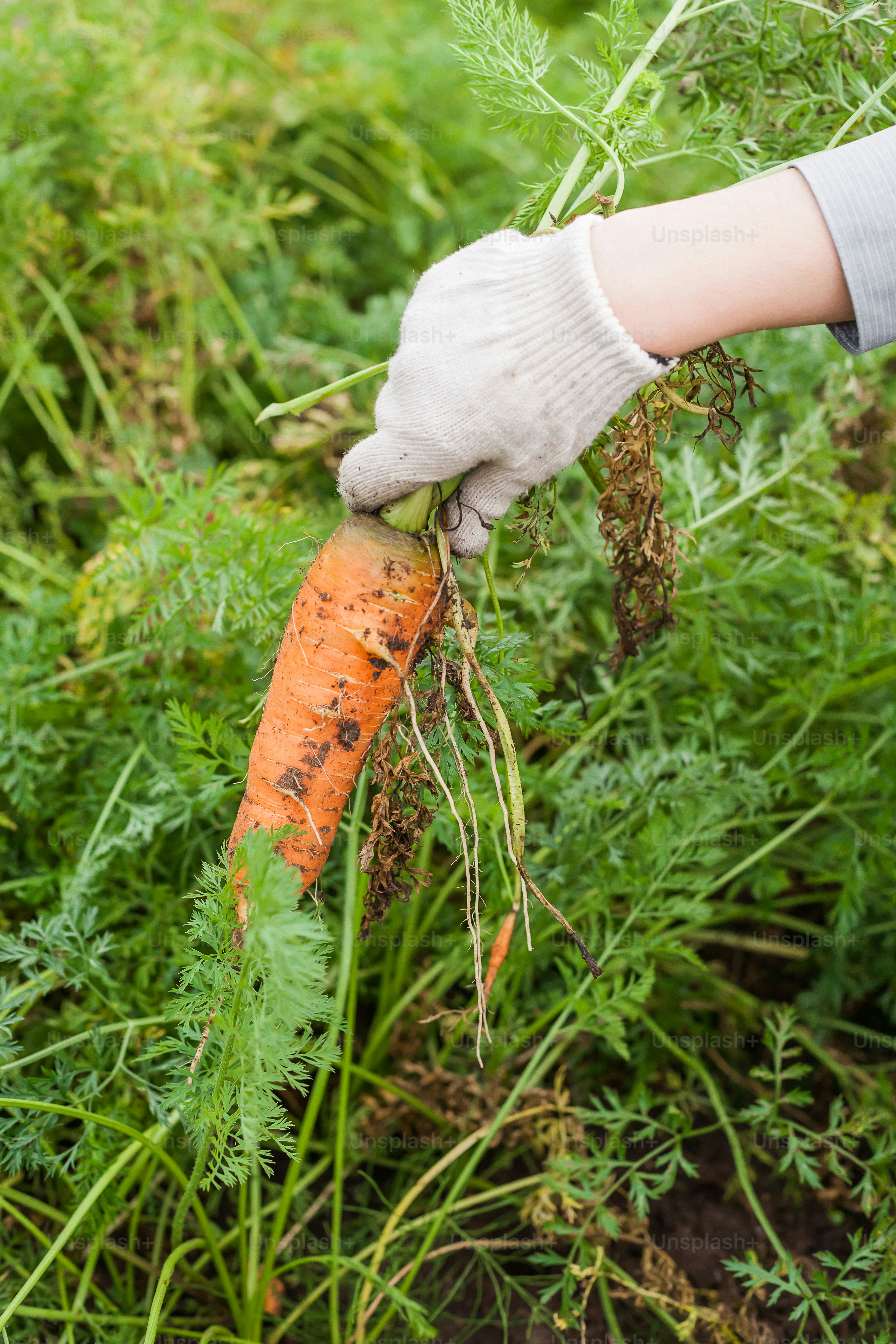 a person holding a carrot in their hand