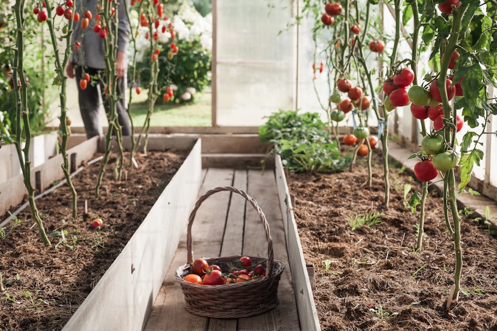 a garden filled with lots of plants and lots of dirt