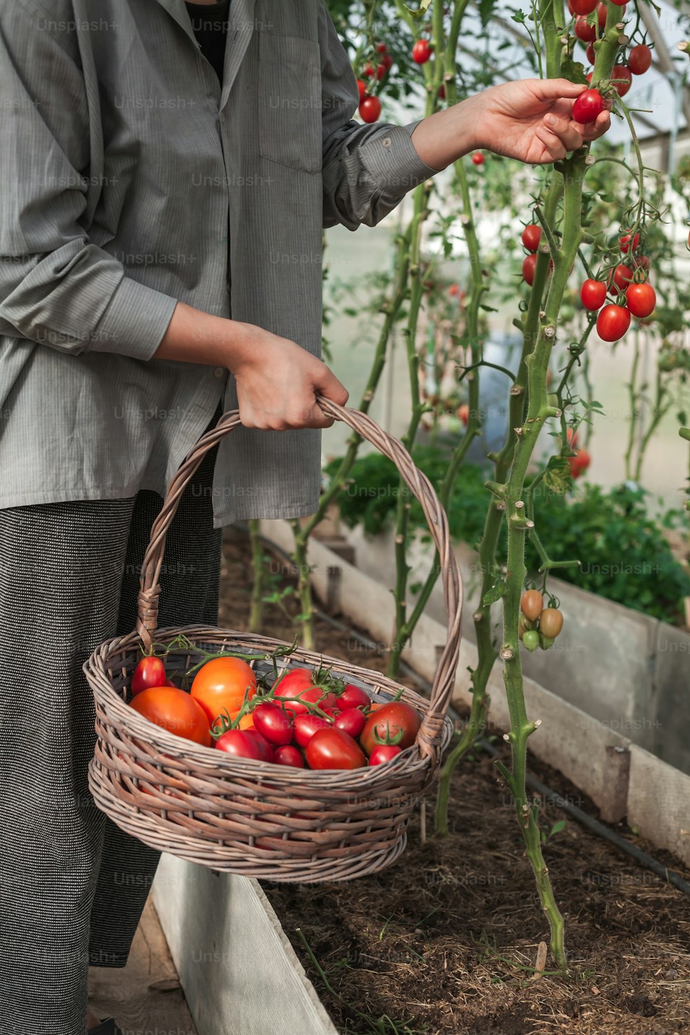 a man holding a basket of tomatoes in a greenhouse