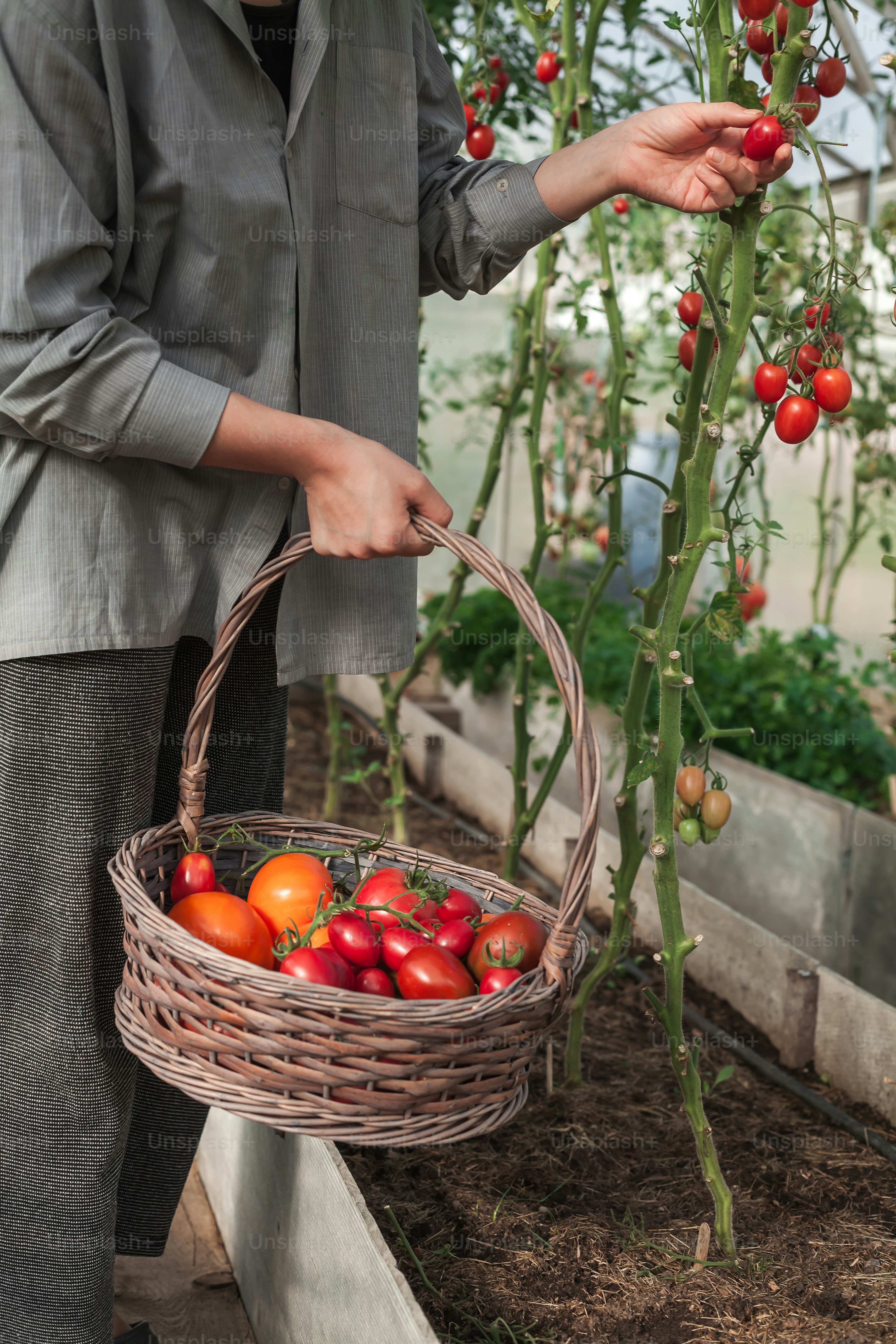 a man holding a basket of tomatoes in a greenhouse