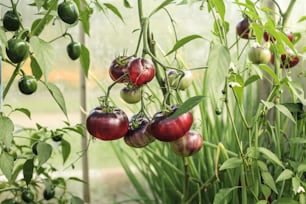 온실에있는 식물에 매달려있는 토마토 무리