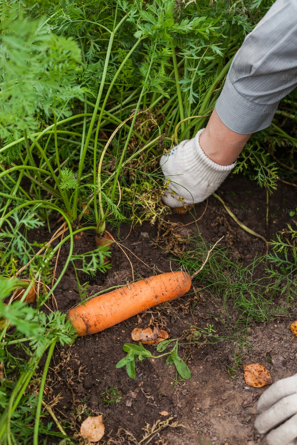 una persona sta scavando nella sporcizia con una carota