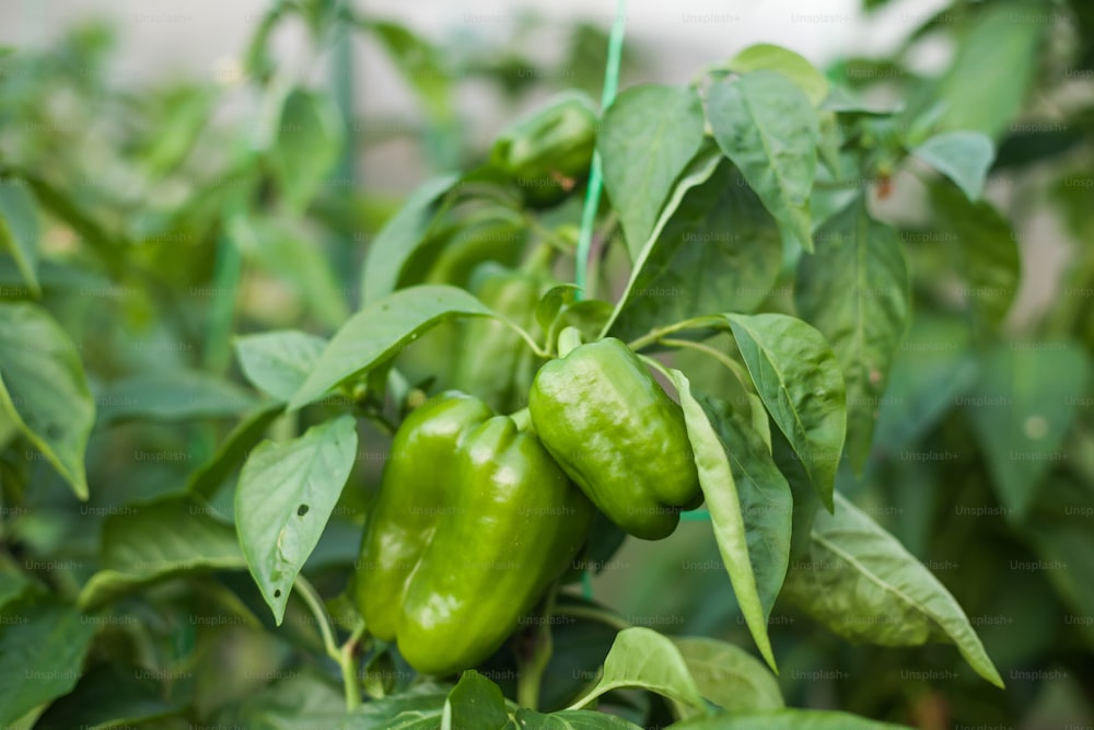 green peppers growing on a plant in a greenhouse