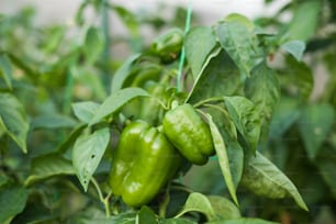 green peppers growing on a plant in a greenhouse