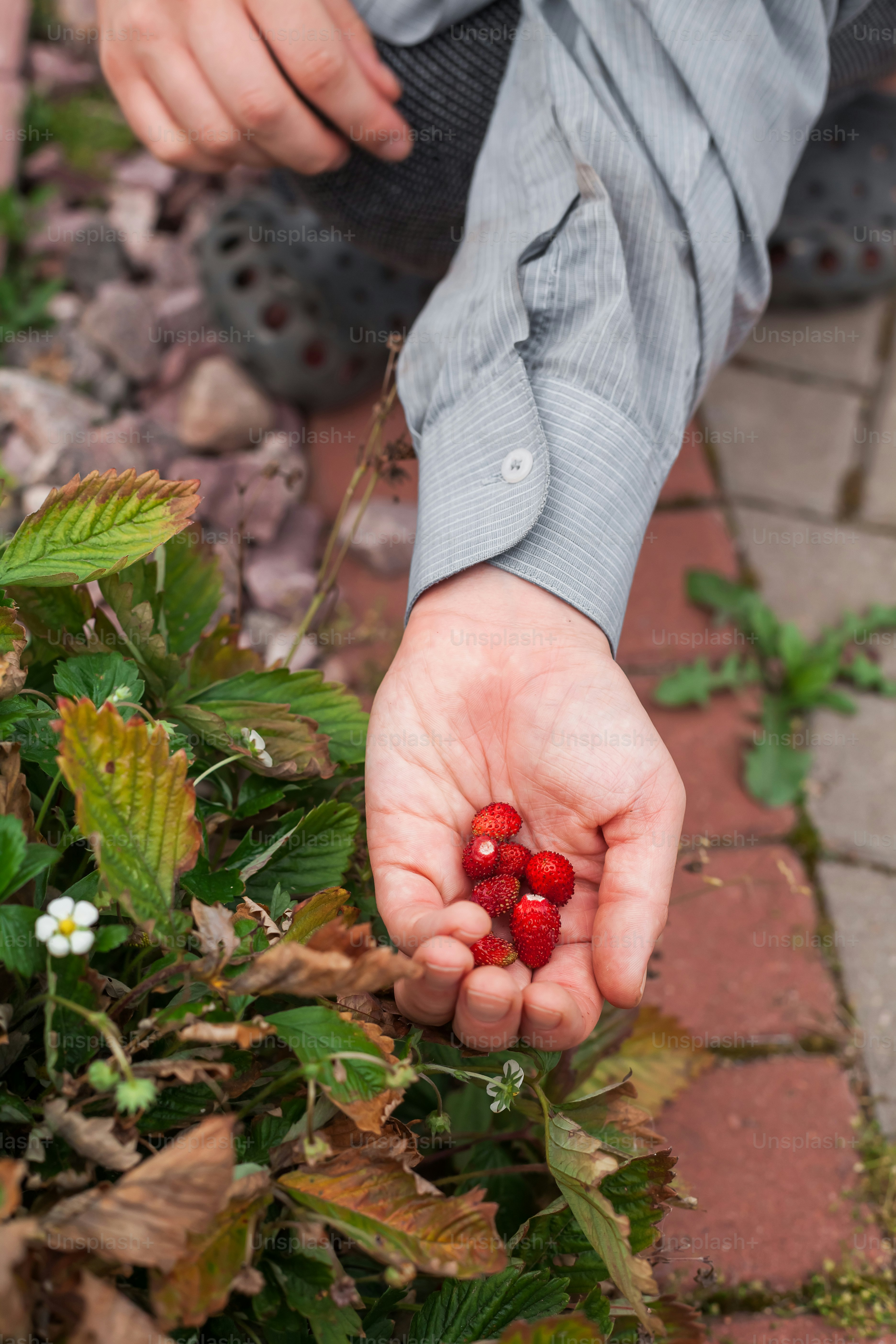 a person holding a handful of berries in their hands