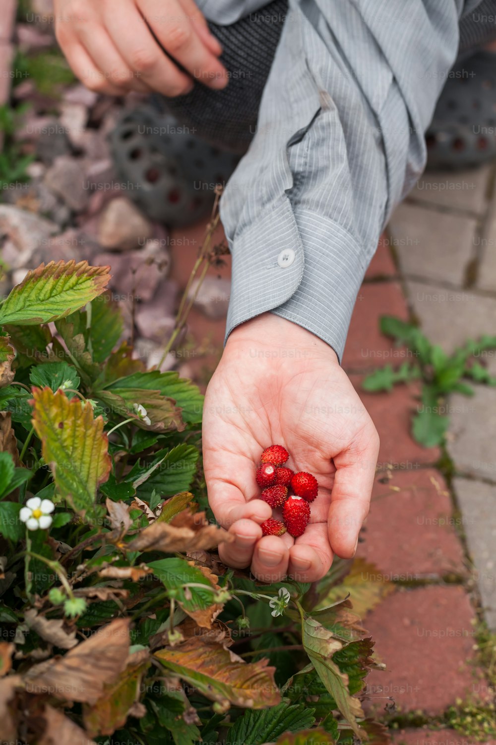 a person holding a handful of berries in their hands