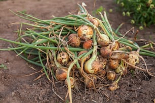 a pile of onions sitting on top of a dirt field