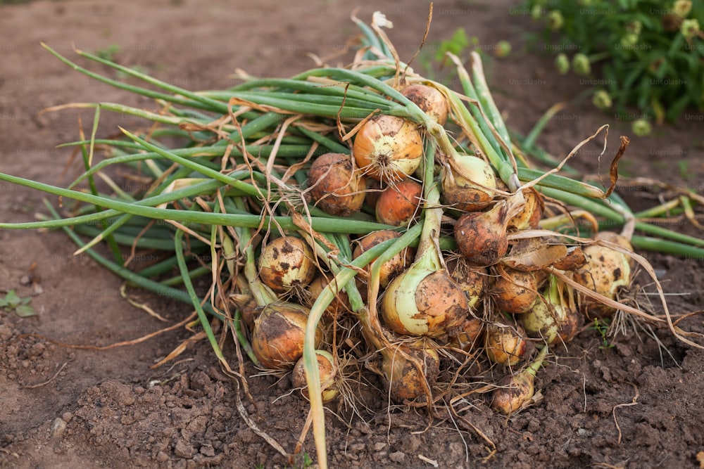 a pile of onions sitting on top of a dirt field