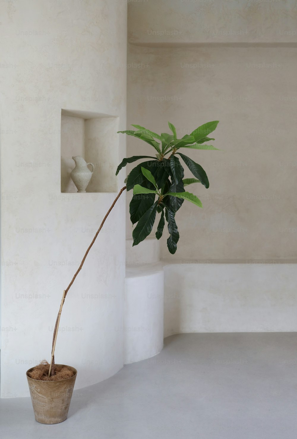 una planta en maceta sentada en una esquina de una habitación