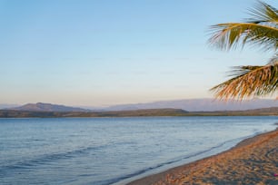 una playa con una palmera y un cuerpo de agua
