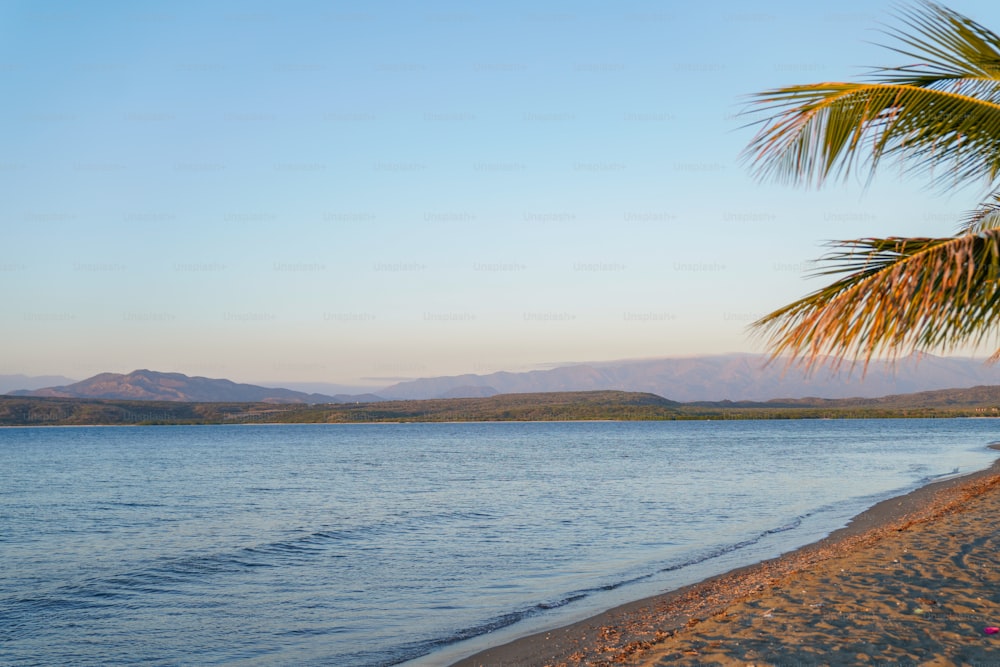 a beach with a palm tree and a body of water