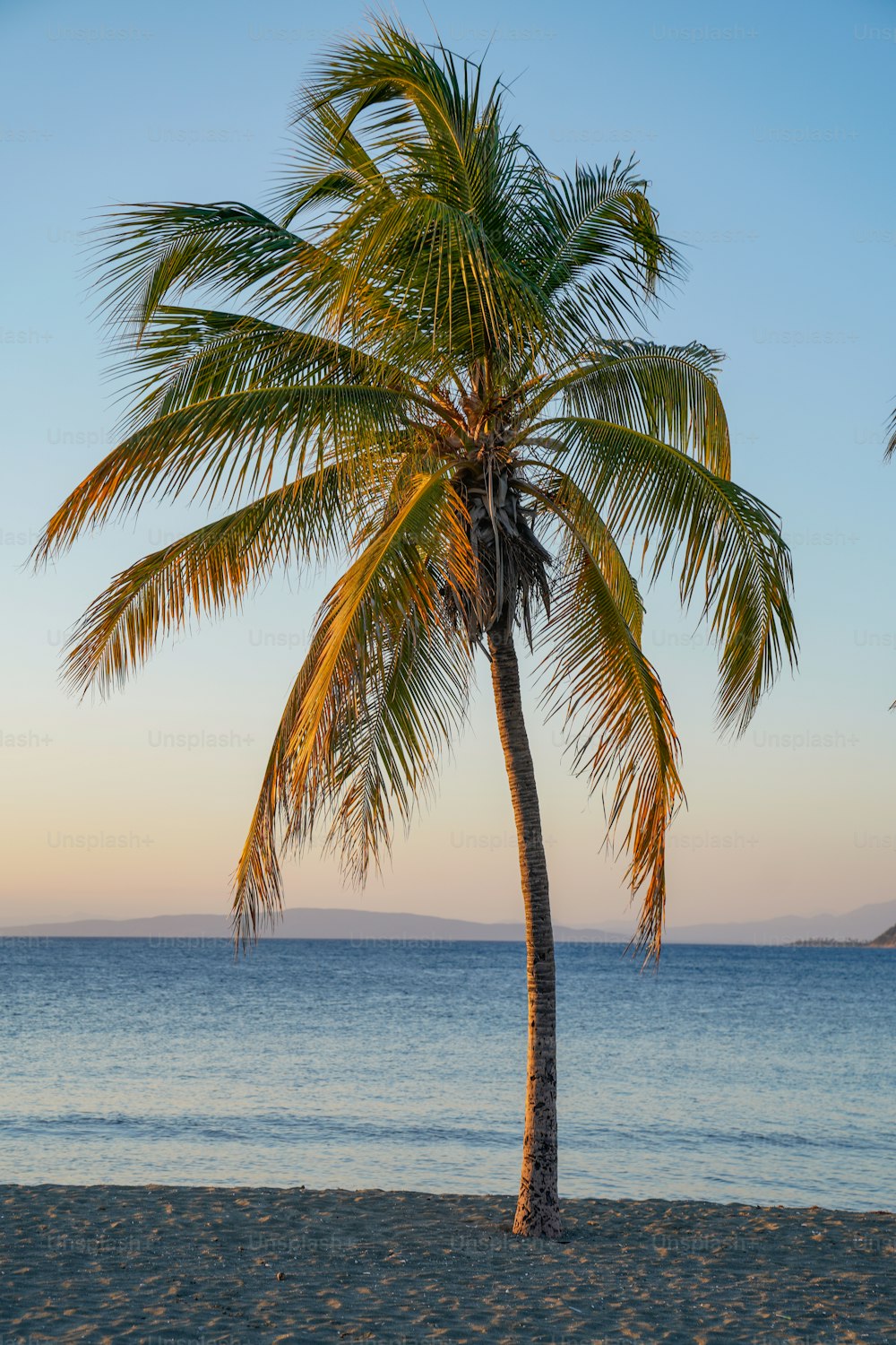 a palm tree on a beach with the ocean in the background
