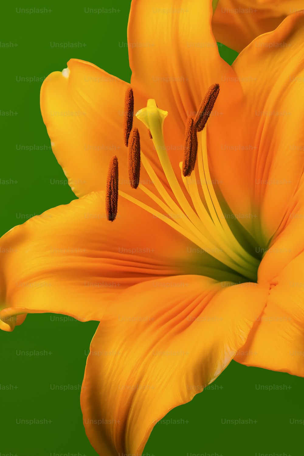 a close up of a yellow flower on a green background