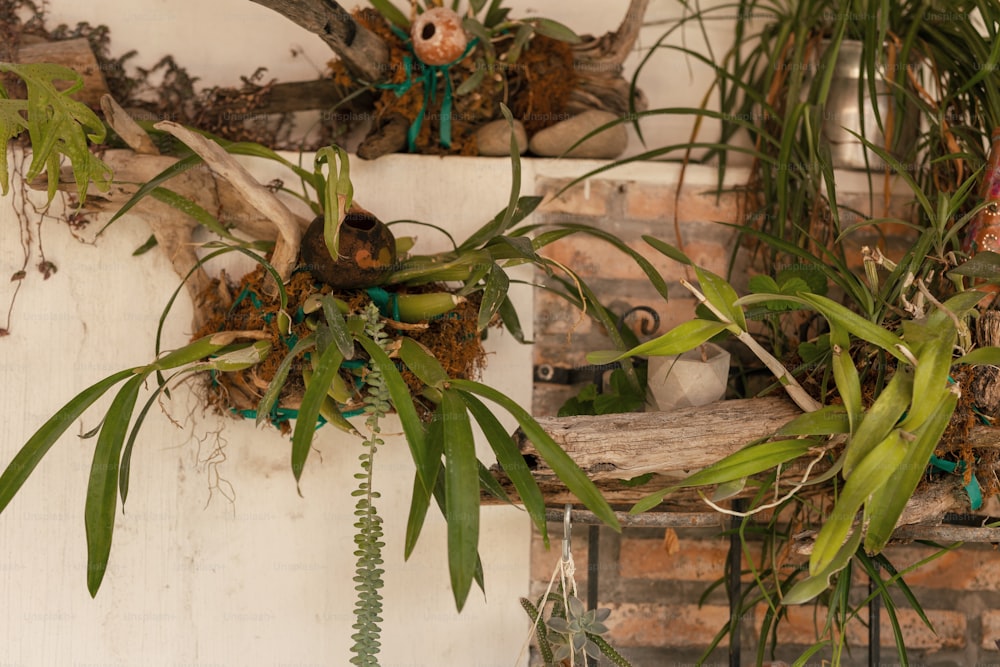 a bunch of plants that are on a shelf