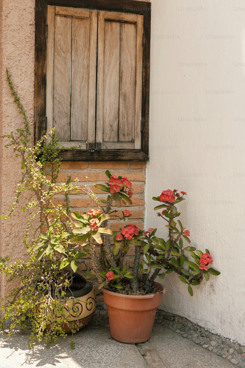 a couple of potted plants sitting next to a window