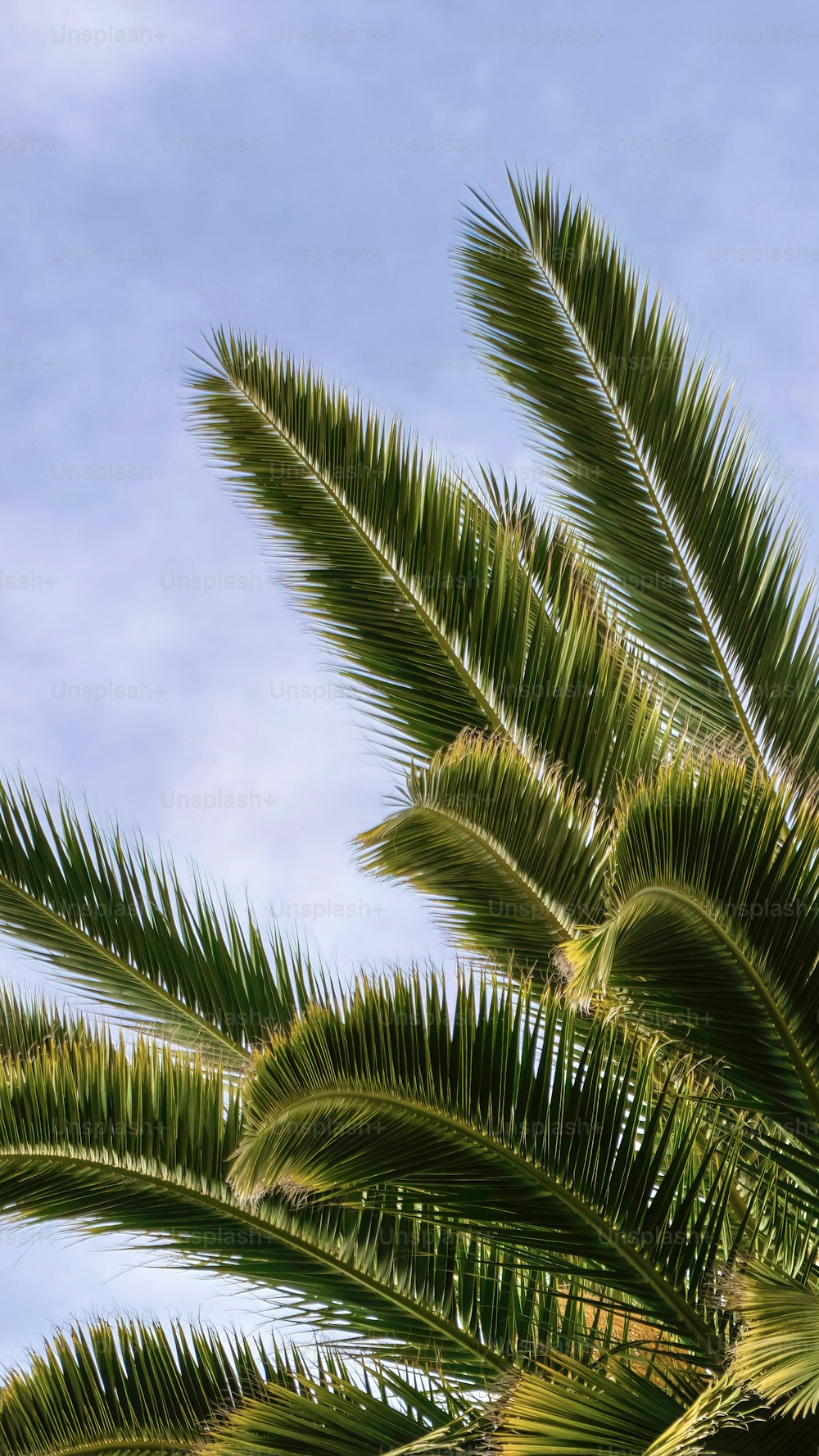 Un primer plano de una palmera con un cielo azul en el fondo
